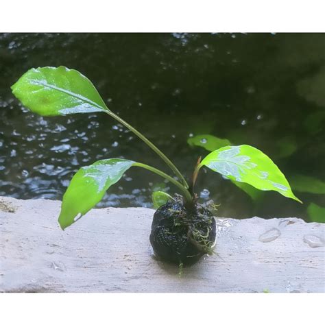 Jual Tanaman Aquascape Anubias Sp Wabikusa Shopee Indonesia