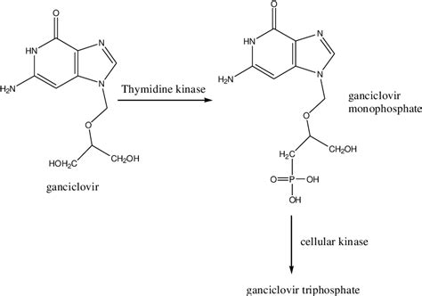 Ganciclovir activation. | Download Scientific Diagram