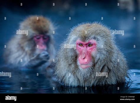 Monkeys In A Natural Onsen Hot Spring Located In Jigokudani Monkey Park Nagono Prefecture