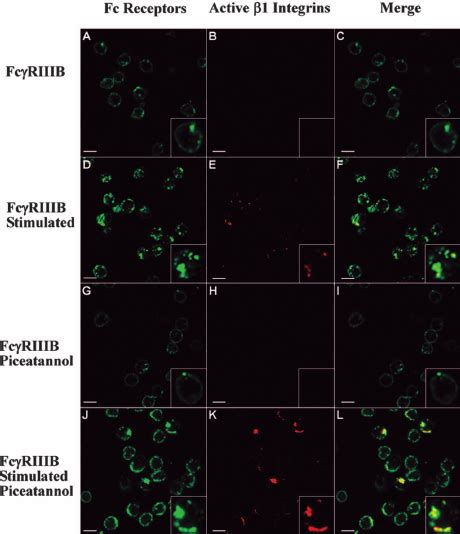 Fc Riiib Colocalizes With Active Integrins Human Neutrophils