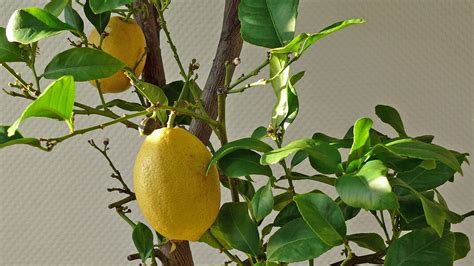 Orangen Und Zitronenb Ume Richtig Berwintern Ndr De Ratgeber Garten