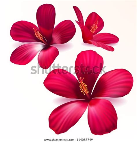 Three Vector Realistic Purple Flowers Stock Vector Royalty Free 114083749 Shutterstock