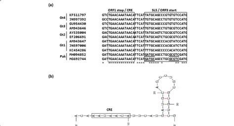 Orf Orf Intergenic Junction Region A Multiple Sequence Alignment