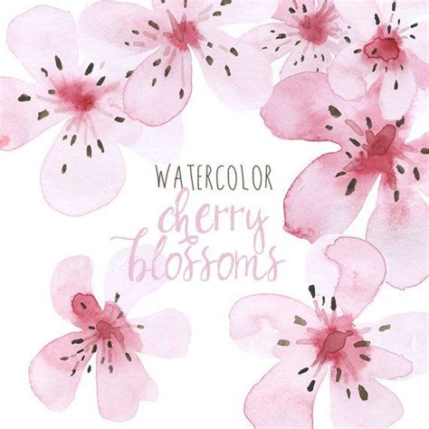 Watercolor Cherry Blossoms Clip Art Clip Art Cherry Blossom Sakura