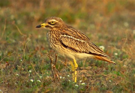 Birds Of The Algarve Must See Resident Bird Species