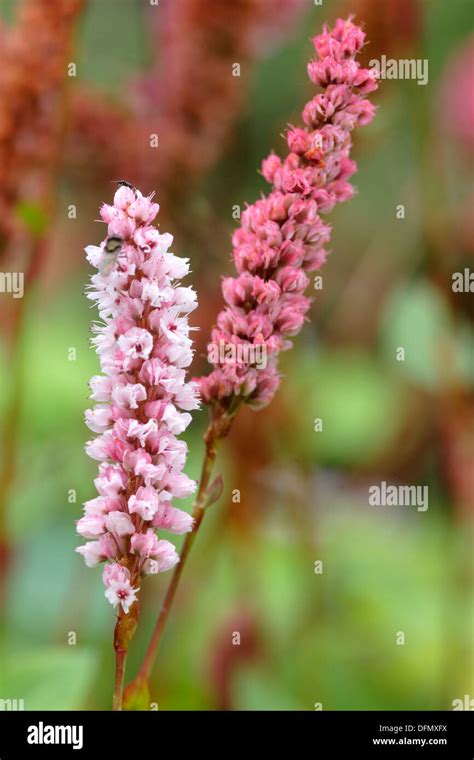 Persicaria Affinis Flowers Close Up England Uk Stock Photo Alamy