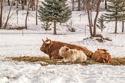 Highland Cow with Calves Photograph by Sue Smith - Fine Art America