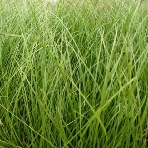 Zegge Carex Howardii Phoenix Green Vaste Planten Planten Online