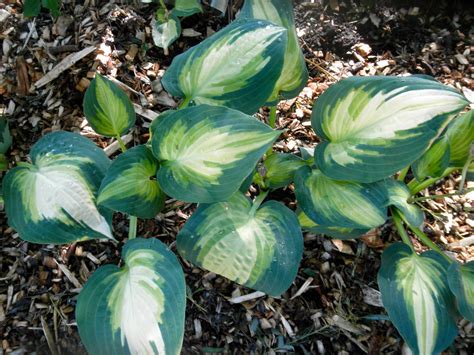 Forbidden Fruit Hosta Hostas Store