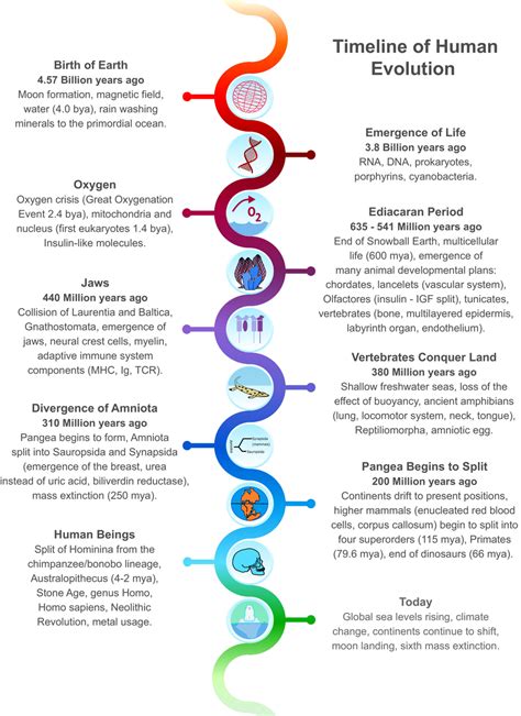 Timeline Of Human Evolution Inclusive Timeline Beginning With The