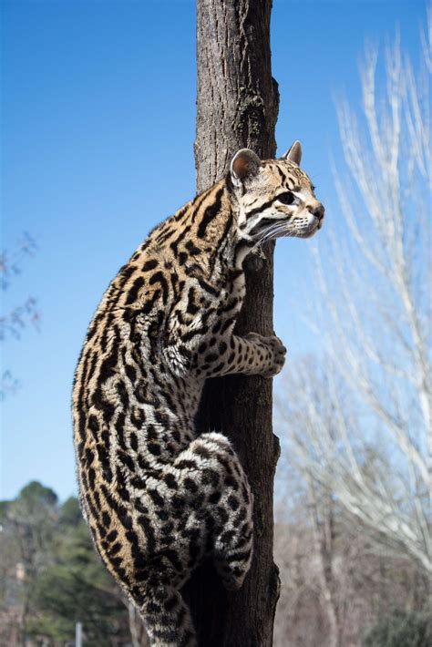 Jaguatirica Leopardus Pardalis Rewild Brazil The Brazilian Plantfinder