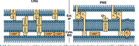 Figure 4 11 From Myelin Formation Structure And Biochemistry