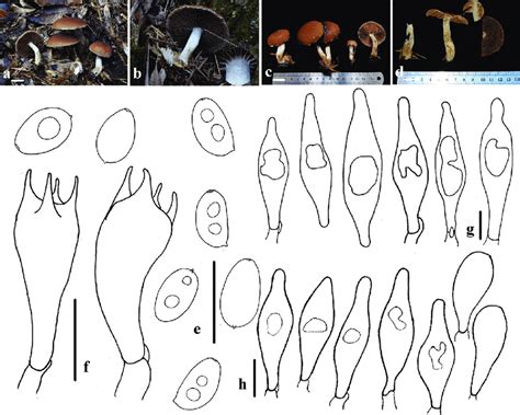 Basidiomata And Microscopic Features Of Typhrasa Rugocephala A D