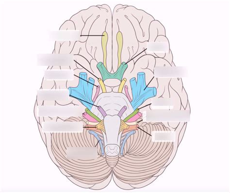 Cranial Nerves Diagram Quizlet