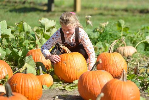 Apple picking, pumpkin patches and everything in between: Guide to fall ...