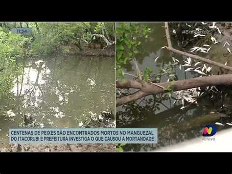 Centenas De Peixes S O Encontrados Mortos Em Regi O De Mangue De