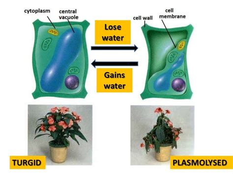 Osmosis Diffusion Active Transport