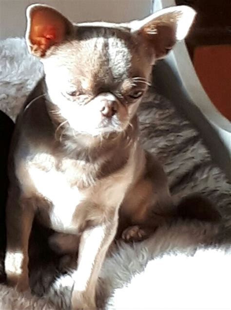 Chien Chihuahua Tom De L Amour Iz Tvoey Mechty