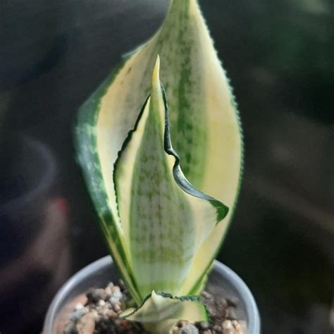 Сансевиерия японский твистер – купить в Красноярске, цена 2 500 руб ...