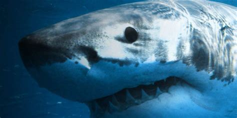 10 Great Shark Documentaries To Watch This Summer