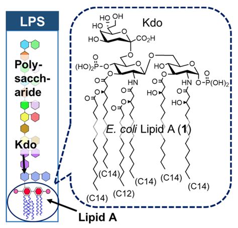 Molecules Free Full Text Lipid A Mediated Bacterialhost Chemical