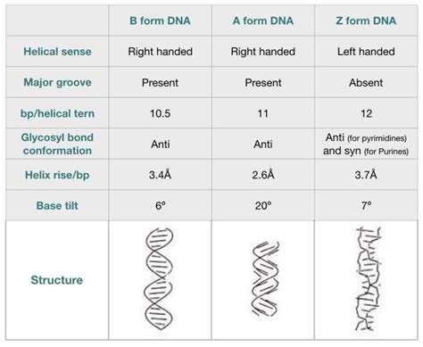 Dna Story The Structure And Function Of Dna