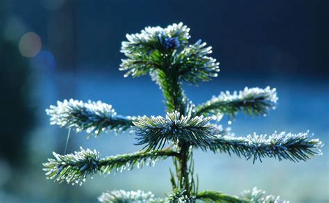 Spruce Galhos Foto Gratuita No Pixabay Pixabay