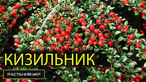 Кизильник посадка и уход / вечнозеленый кустарник - YouTube