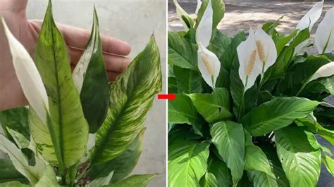 Como Estimular O Crescimento Do Spathiphyllum Assim Ele Crescer