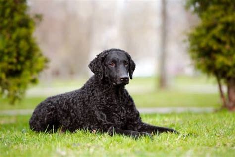 Razas De Perros Con Pelo Rizado