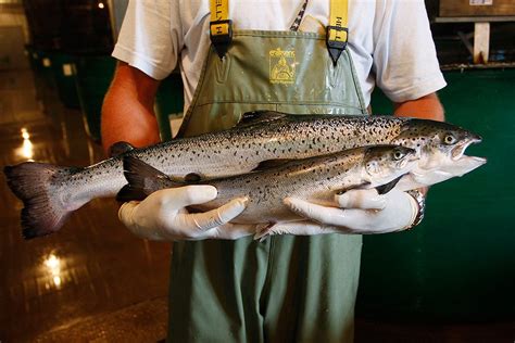 El Salmón Transgénico De Rápido Crecimiento Sale A La Venta En Canadá Chilebio