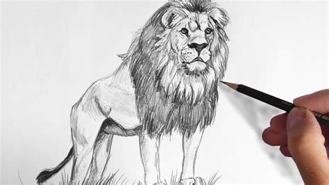 25 Easy Lion Drawing Ideas How To Draw A Lion