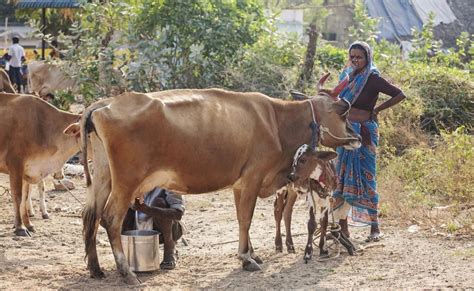 Why Union Budget Will Help Indias Dairy And Livestock Farmers