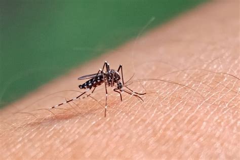 Sama Sama Karena Nyamuk Kenali Perbedaan Demam Berdarah Dan Malaria