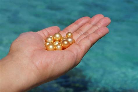 Golden South Sea Pearls Palawan Island The Philippines Saigon