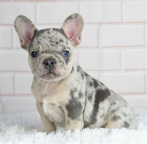 Merle Frenchie puppies available | Bulldog puppies for sale, French ...