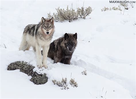 New Photos: Yellowstone Winter 2020 Wolves | Max Waugh