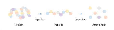 Evolution Of Peptide Drugspeptidream Inc