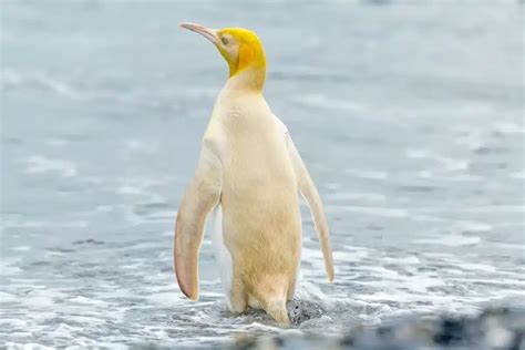 Rare Yellow King Penguin Spotted in Antarctica - Animals Around The Globe