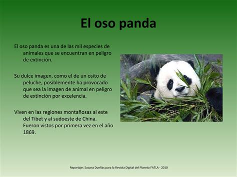 El oso panda by Susana D - Issuu