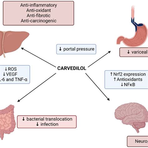 Pathophysiology Of Portal Hypertension And Sites Of Action Of