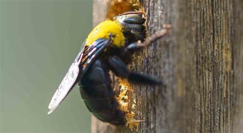 Wood Boring Carpenter Bees In Florida Everything You Need To Know