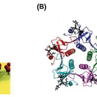 Examples of biological multivalent systems. (A) Schematic... | Download ... 