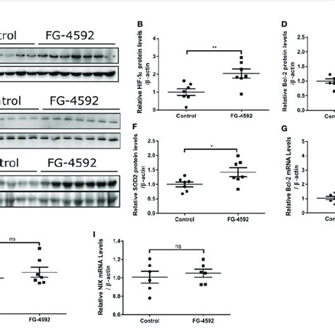 Fg 4592 Enhanced Cardiac Expression Of Hif 1a Sod2 And Bcl 2 In Download Scientific Diagram