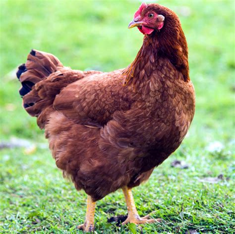 Galinha Rhode Island Red - Rhode Island Red Chicken Monument at Michiko Durbin blog