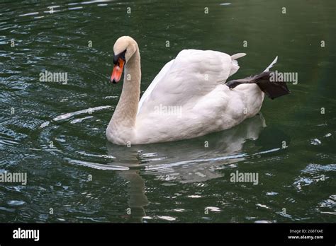 Ein anmutiger weißer Schwan der auf einem See mit dunkelgrünem Wasser