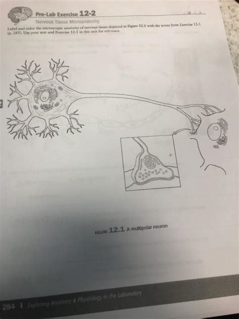 Solved Pre Lab Exercise Nervous Tissue Microanatomy Chegg