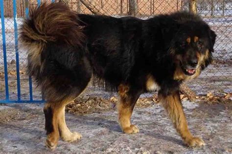 Meet Our Dogs Mongolian Bankhar Dog Project