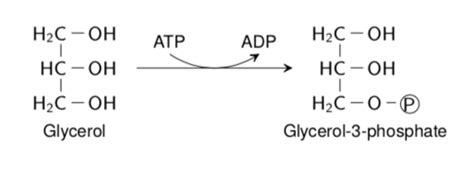 Synthesis of Complex Lipids Flashcards | Quizlet