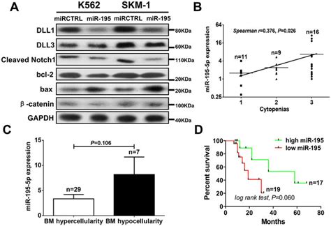 Overexpression Of Mir 195 5p Inhibited The Activation Of Notch